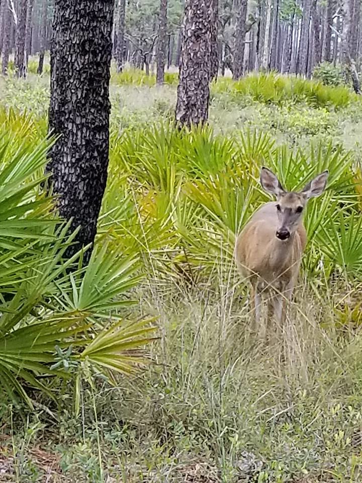 Wildlife Viewing at Ochlockonee River Florida State Parks